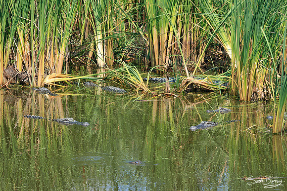 Gator Pond