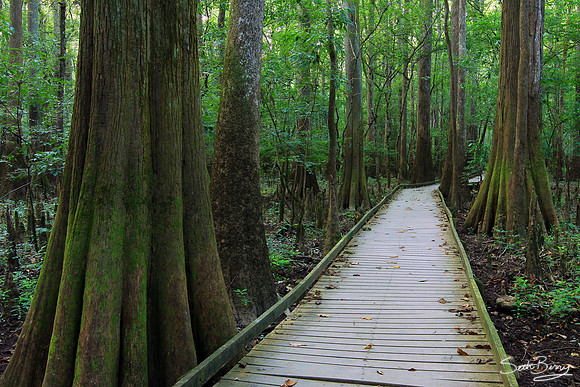 Congaree National Park