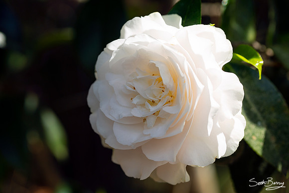 Gardenias