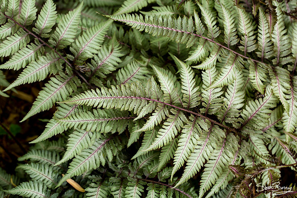 SC Botanical Gardens