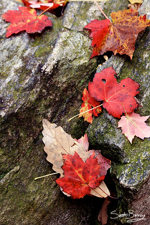 Fall on the Rocks