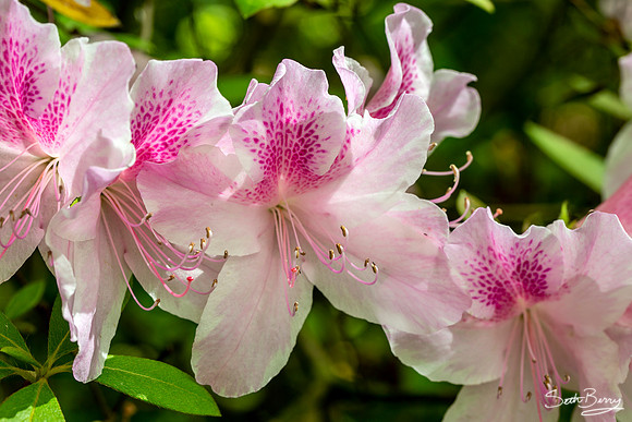 Pink Azaleas