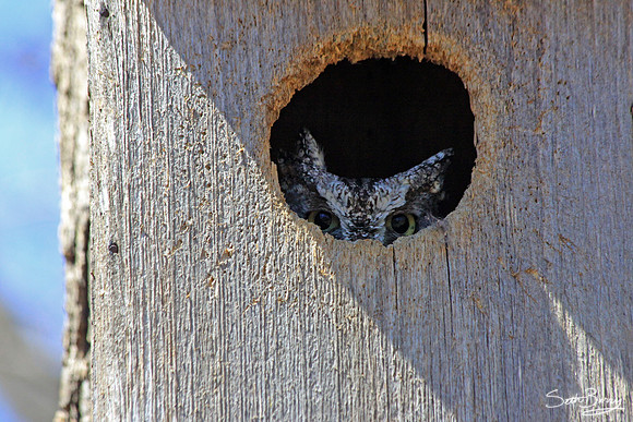 Peek-a-boo