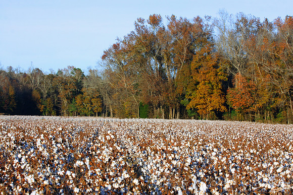 Bowman Cotton