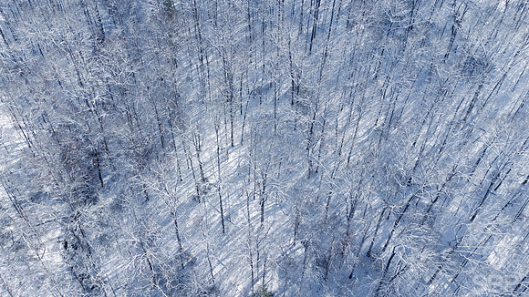 Winter Wonder Forest