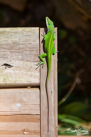 Lizard Sunbathing