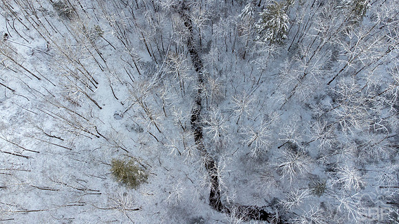 Winter Wonder Forest