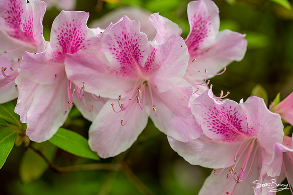 Pink Azaleas