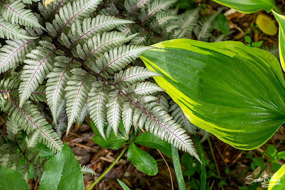 SC Botanical Gardens