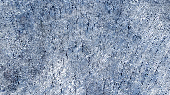 Winter Wonder Forest
