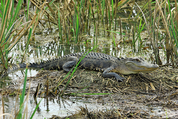 Ace Basin Gator 1