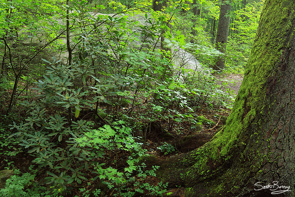Jones Gap State Park