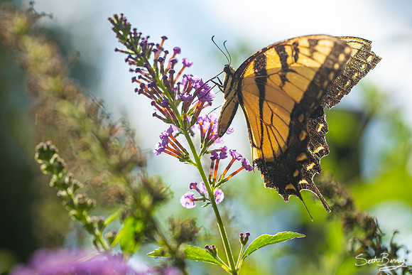 Eastern Tiger Swallowtail Butterfly