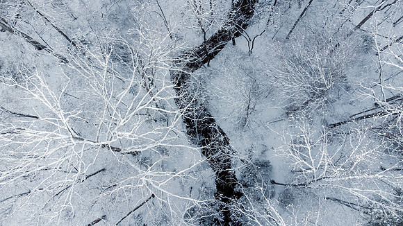 Winter Wonder Forest
