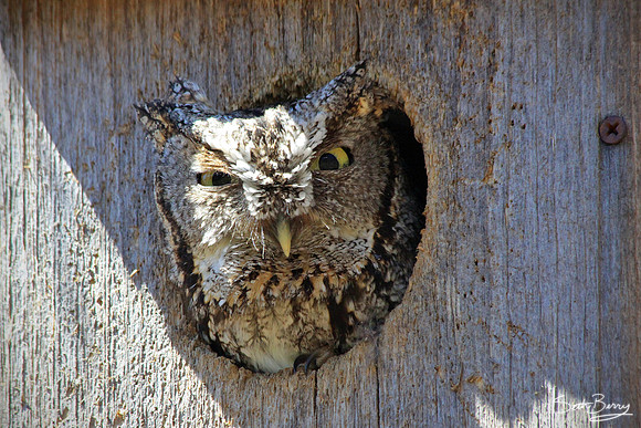 HOO's There?!