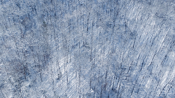 Winter Wonder Forest