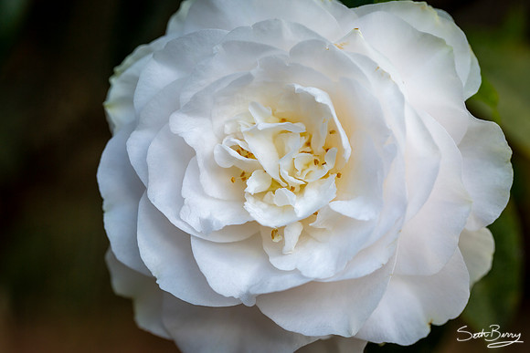 Gardenias
