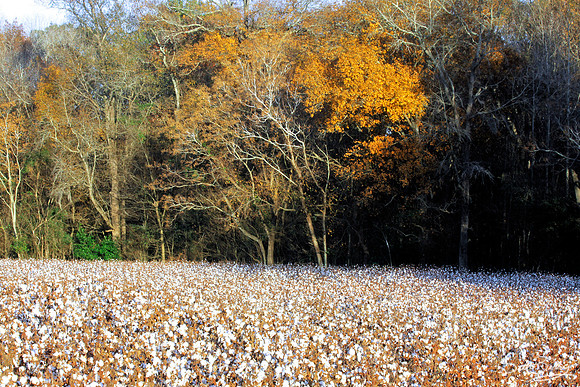 Bowman Cotton