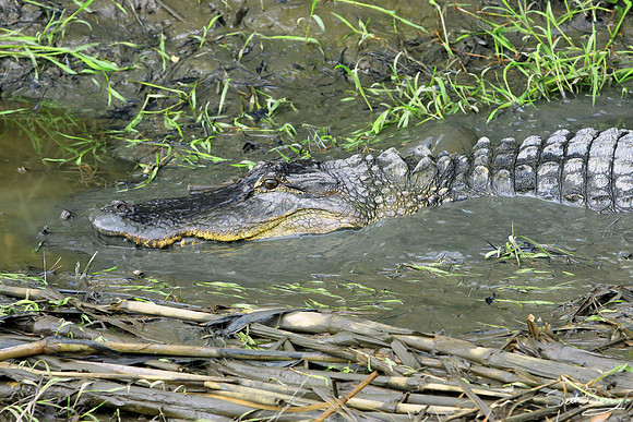 Ace Basin Gator 2