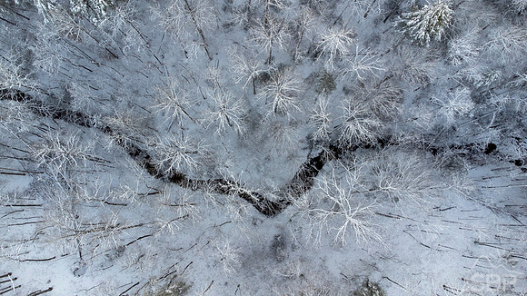Winter Wonder Forest