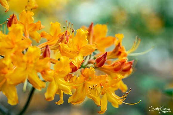 Native Azaleas