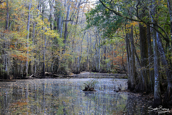Goodson Lake, Francis Beilder Forest