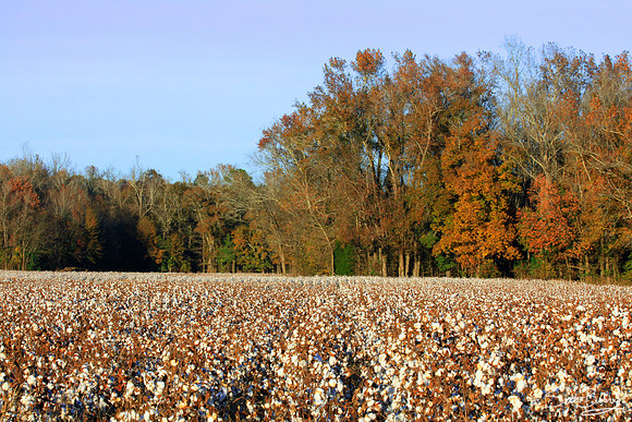Bowman Cotton