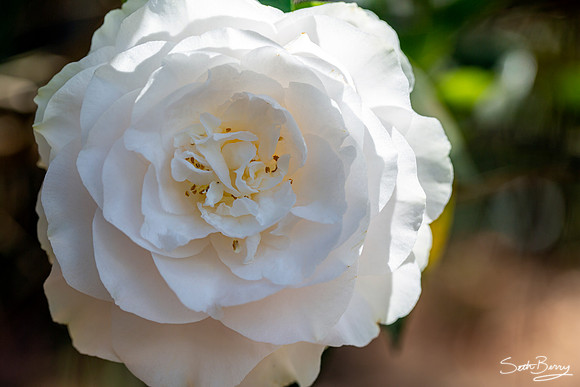 Gardenias