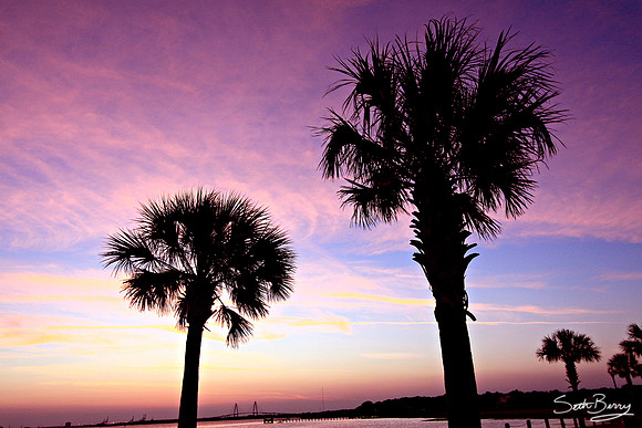 Charleston Palmettos
