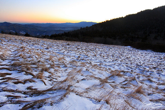 Snowy Jane Bald