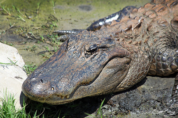 Bulls Island Gator