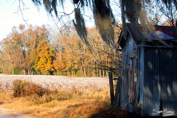 Buck Branch Autumn