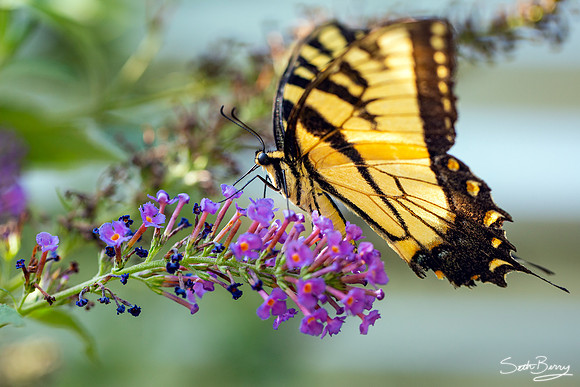Eastern Tiger Swallowtail Butterfly