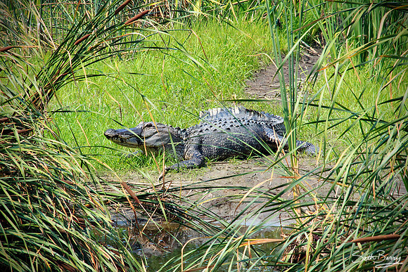 Gator Bed