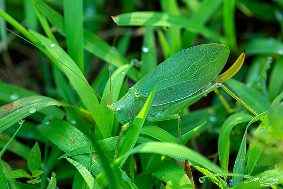 Camouflage Grasshopper