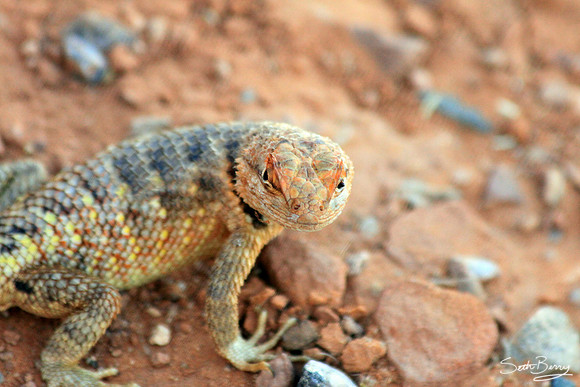 Desert Lizard