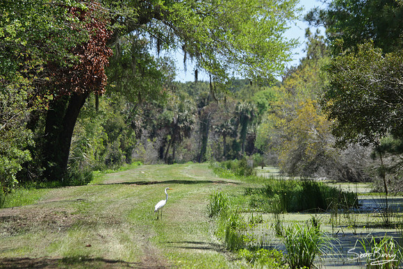 Alligator Alley