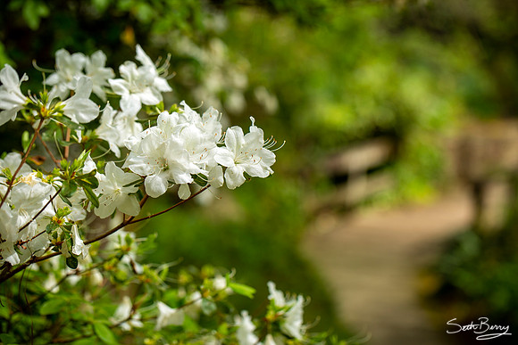 Azaleas