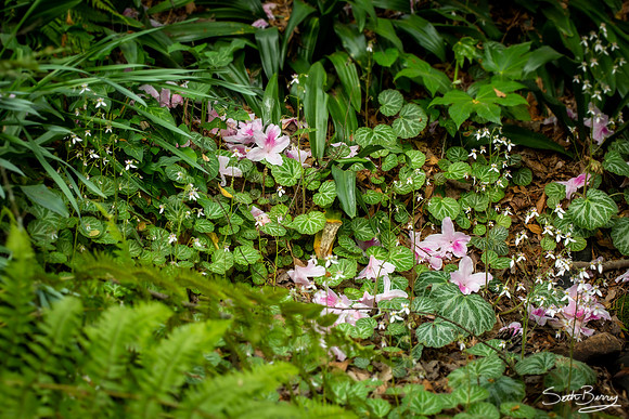 SC Botanical Gardens