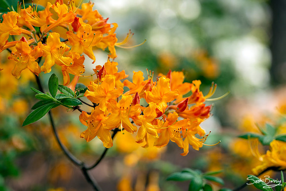 Native Azaleas