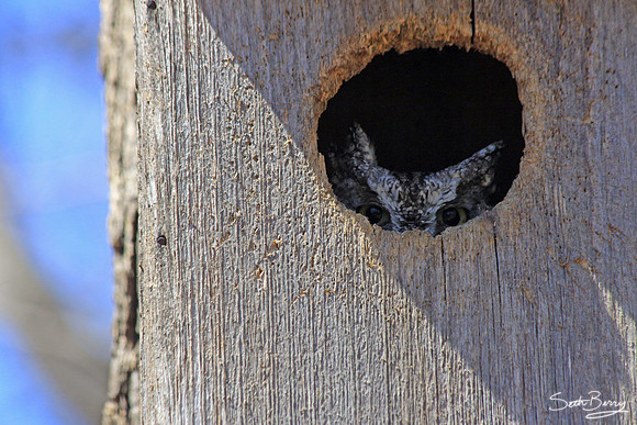 Peek-a-boo