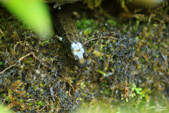 Upstate Waterfall Salamander
