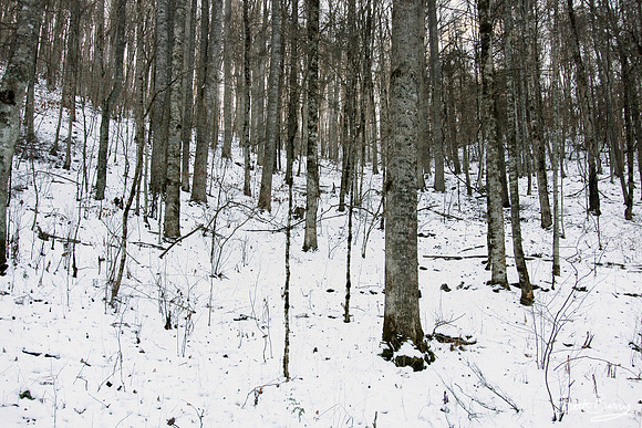 Winter Forest