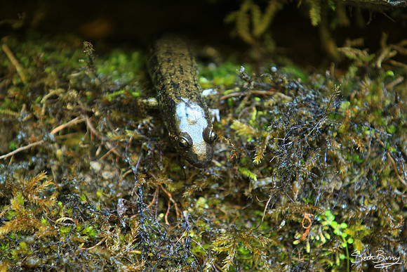 Upstate Waterfall Salamander