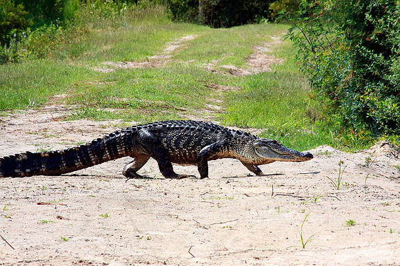 Alligator Crossing